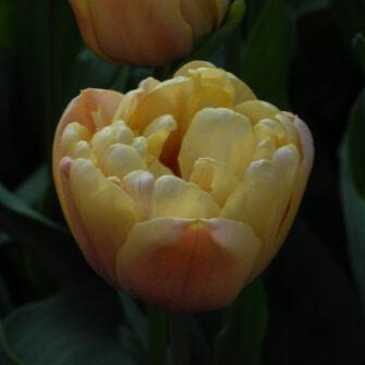 Tulip 'La Belle Epoque'