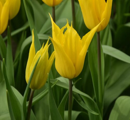 Tulip 'La Perla'