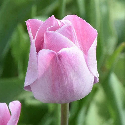 Tulipa 'La Joyeuse'