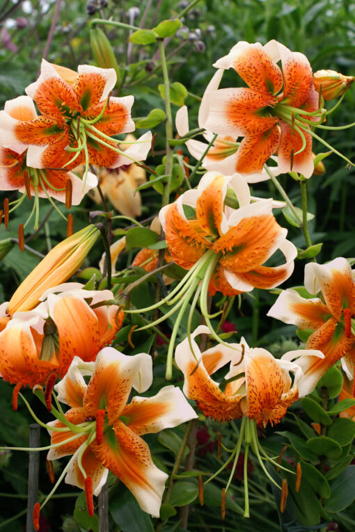 Lilium 'Lady Alice'