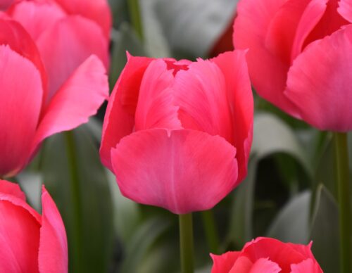 Tulip 'Lady Van Eijk'