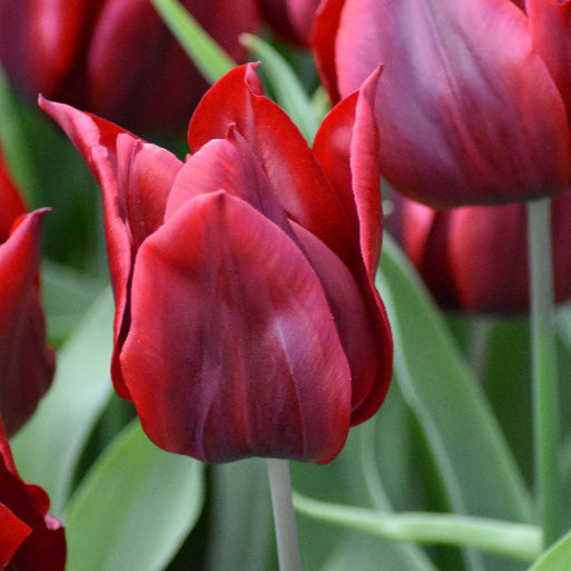 Tulip 'Lasting Love' Bulbs