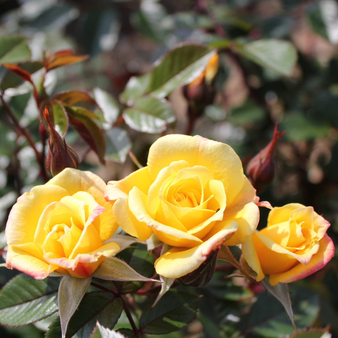 Rosa 'Laura Ford'