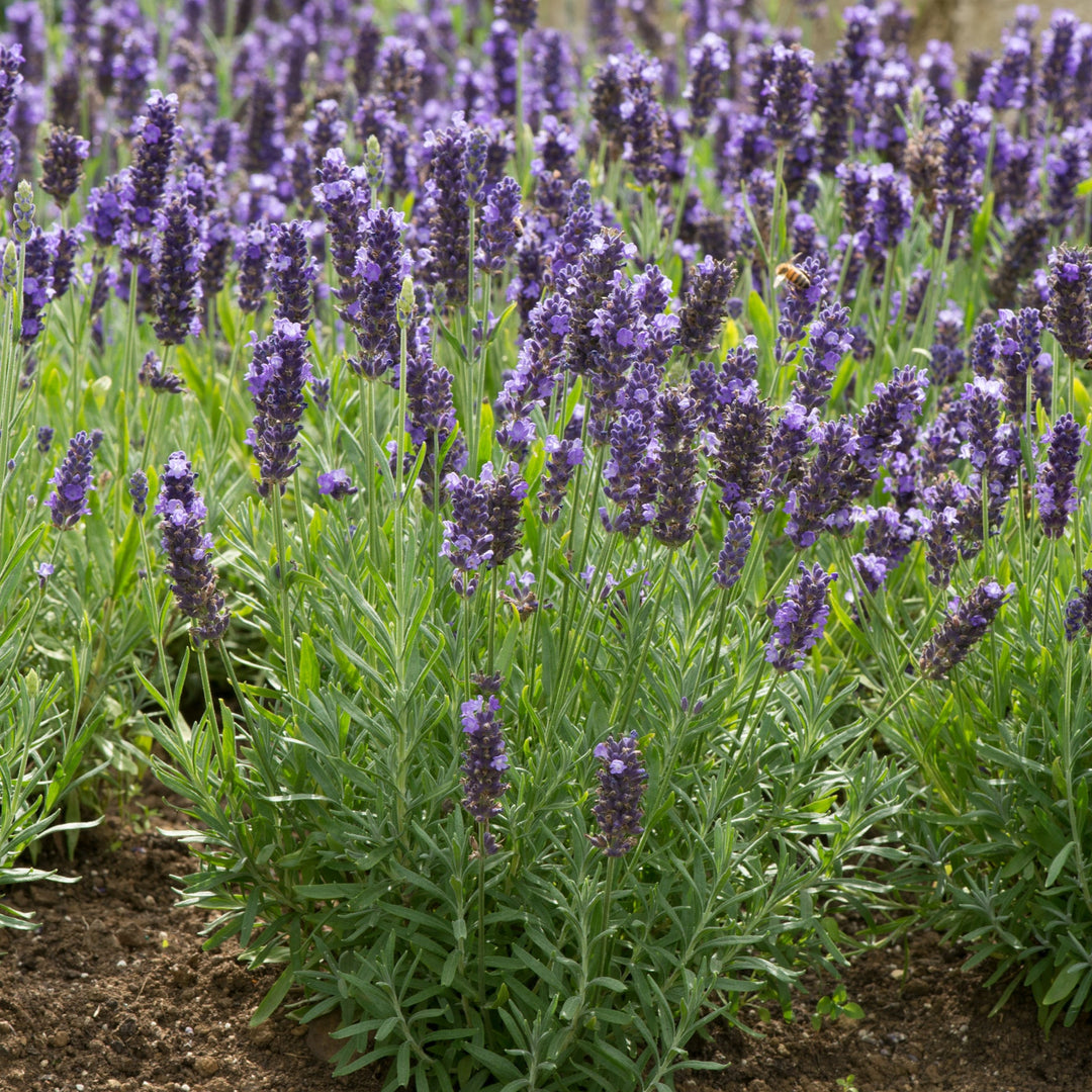 Lavandula angustifolia 'Blue Spear'