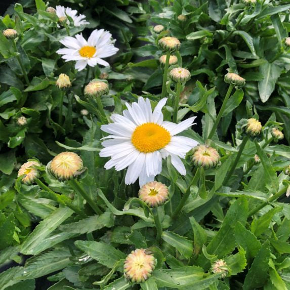 Leucanthemum × superbum 'Madonna'