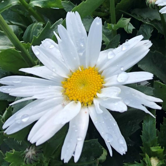 Leucanthemum × superbum 'Madonna'