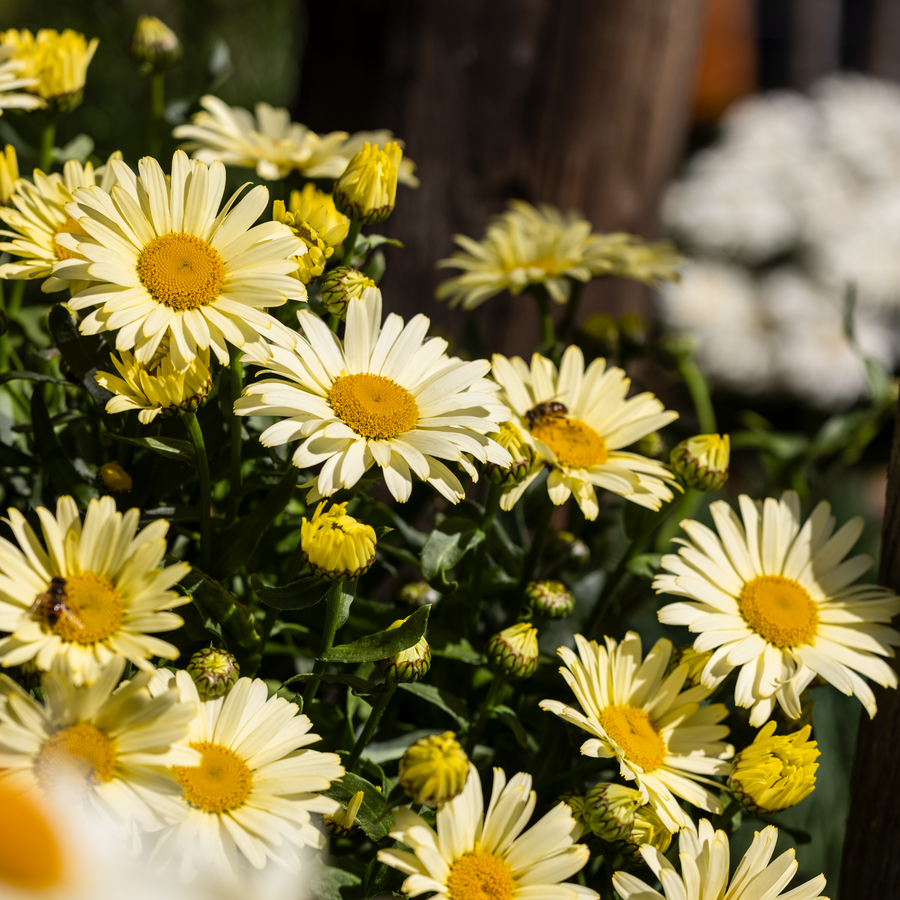 Leucanthemum × superbum 'Western Star Leo Yellow'