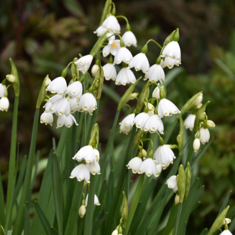 Leucojum aestivum 'Bridesmaid'