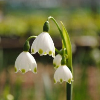 Leucojum aestivum 'Gravetye Giant'