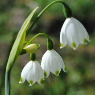 Leucojum aestivum 'Gravetye Giant'