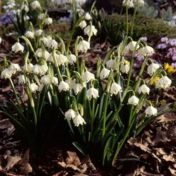 Leucojum vernum