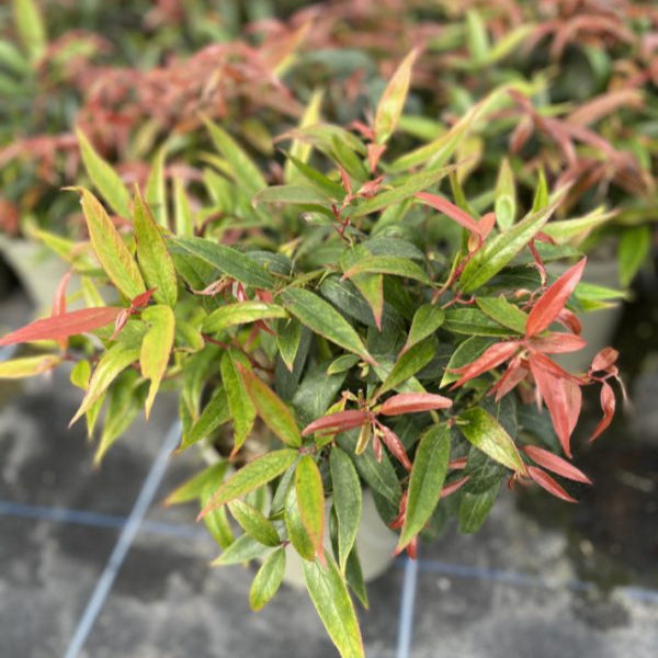 Buy Leucothoe keiskei 'Burning Love' online UK