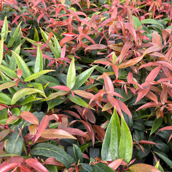 Buy Leucothoe keiskei 'Burning Love' online UK