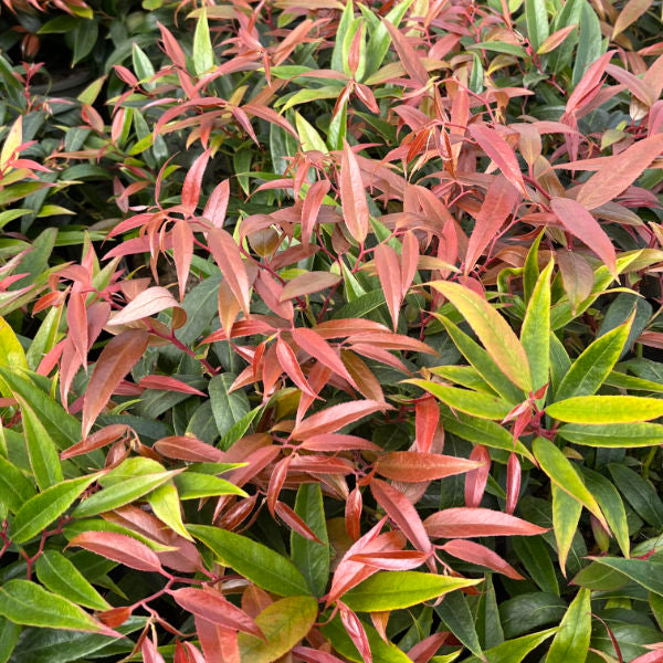 Buy Leucothoe keiskei 'Burning Love' online UK