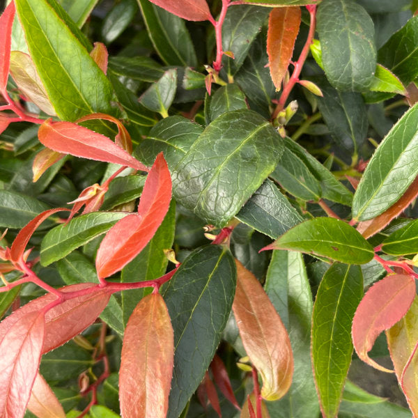 Buy Leucothoe keiskei 'Burning Love' online UK