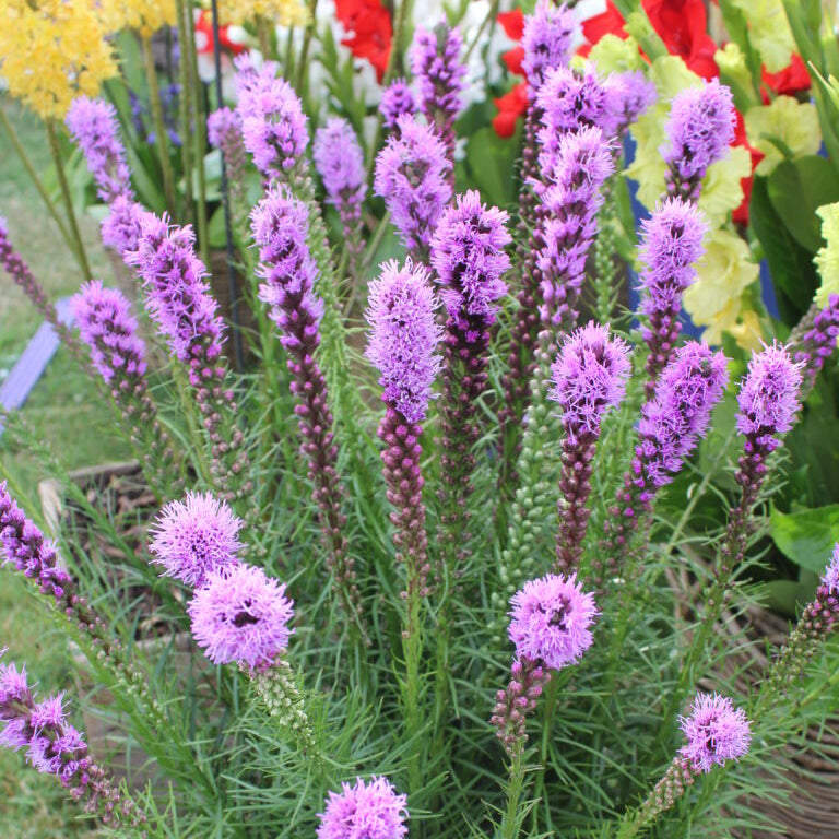 Buy Liatris spicata (Button Snakewort) Corms online