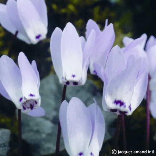 Cyclamen libanoticum (Lebanon Cyclamen) Bulbs