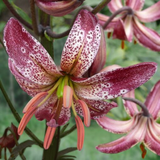 Lilium martagon 'Alberta Morning'