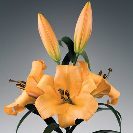 Lilium 'Saltarello'