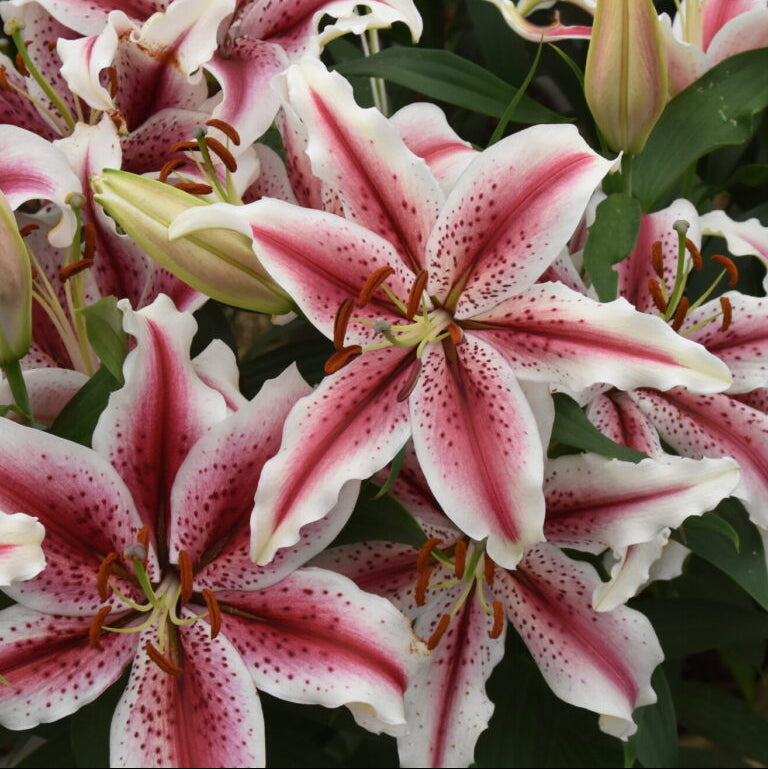 Buy Lilium 'Dizzy' Bulbs online