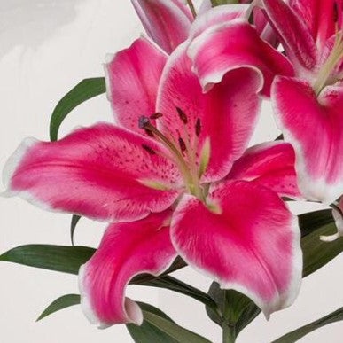 Buy Lilium 'El Capitan' Bulbs online