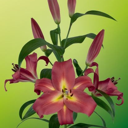 Lilium 'Empoli'