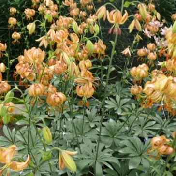 Lilium martagon 'Peppard Gold'