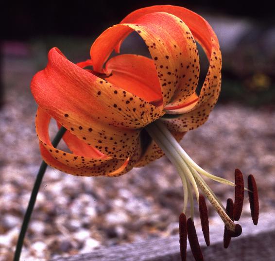 Lilium superbum Bulbs | Turk's Cap Lily