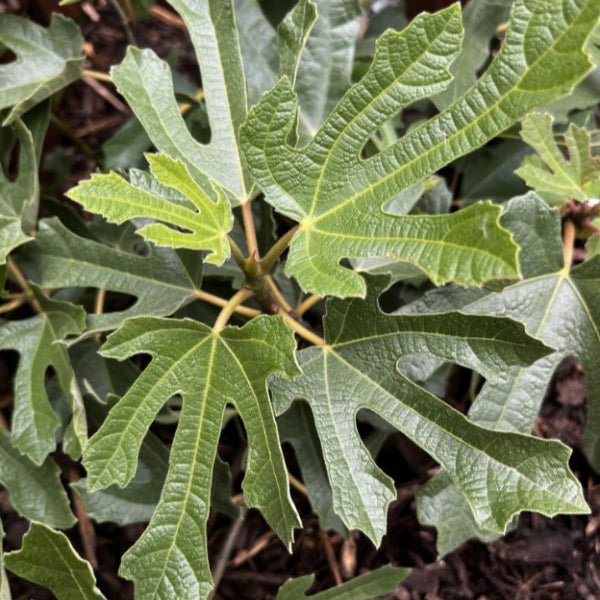 Ficus carica 'Little Miss Figgy'