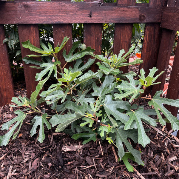 Ficus carica 'Little Miss Figgy'