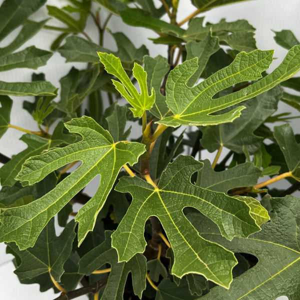 Ficus carica 'Little Miss Figgy'