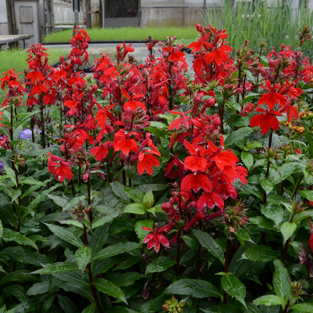 Lobelia × speciosa 'Starship Scarlet'
