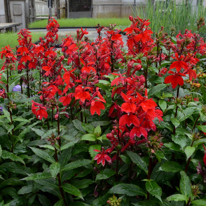 Lobelia × speciosa 'Starship Scarlet'