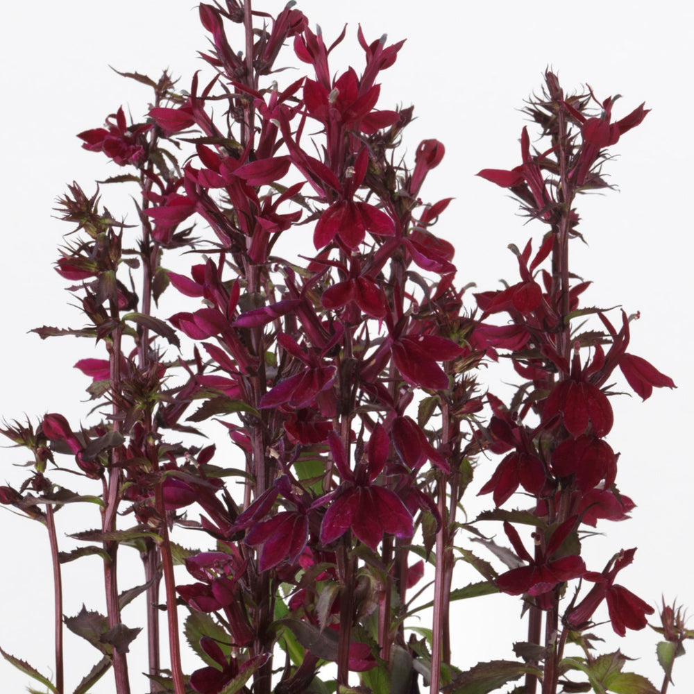 Buy Lobelia × speciosa 'Starship Burgundy' online UK