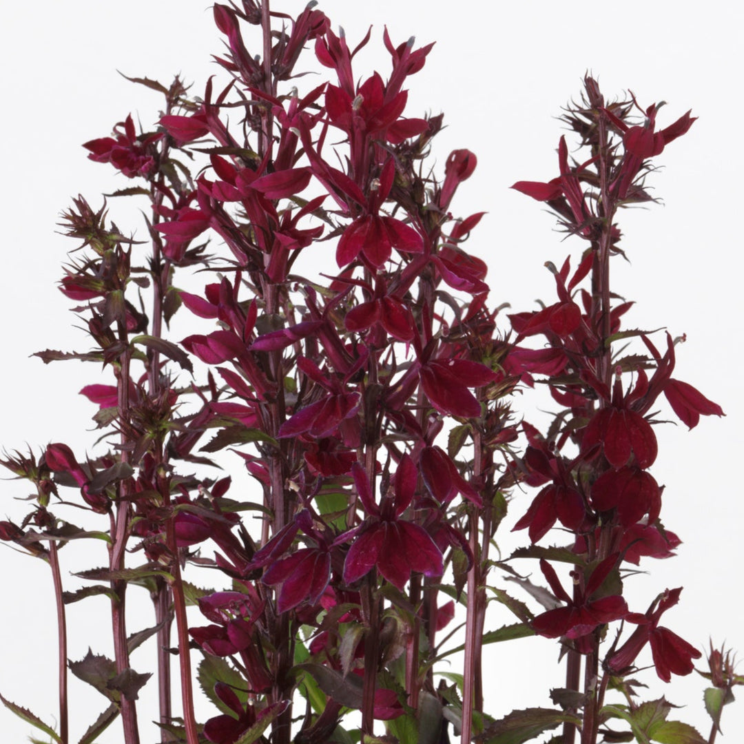 Buy Lobelia × speciosa 'Starship Burgundy' online UK
