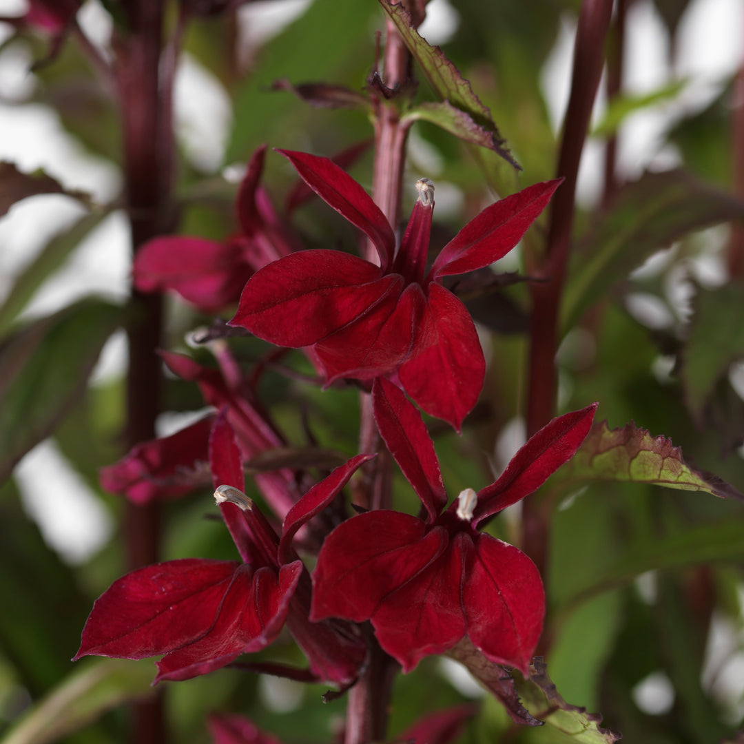 Buy Lobelia × speciosa 'Starship Burgundy' online UK
