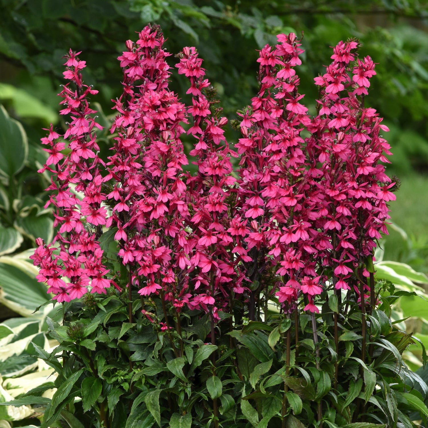 Labilea Lobelia × speciosa 'Starship Deep Rose' - Garden Wildlife