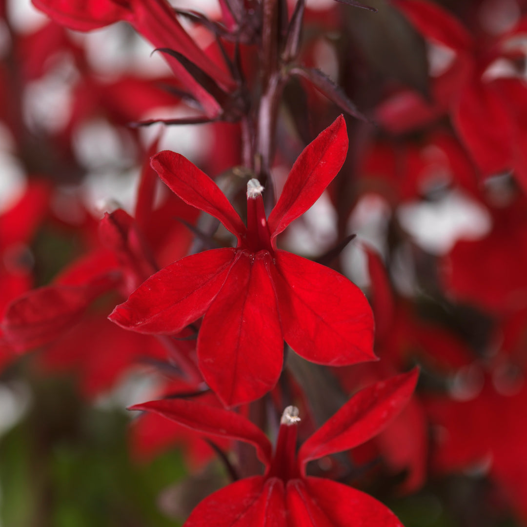 Lobelia × speciosa 'Starship Scarlet'