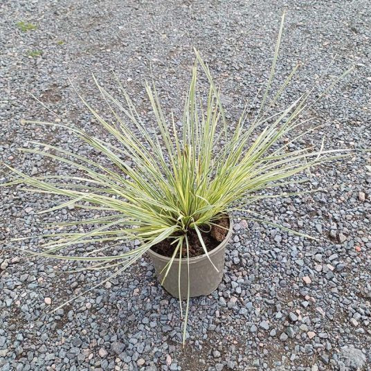 Lomandra longifolia 'White Sands'