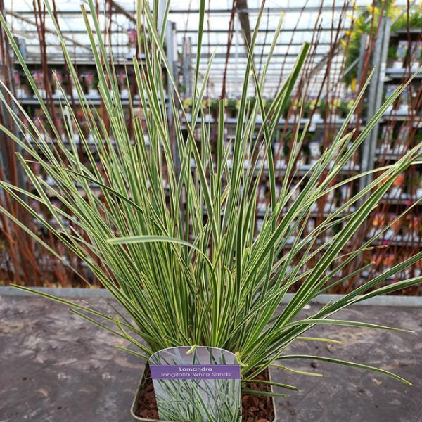 Lomandra longifolia 'White Sands'