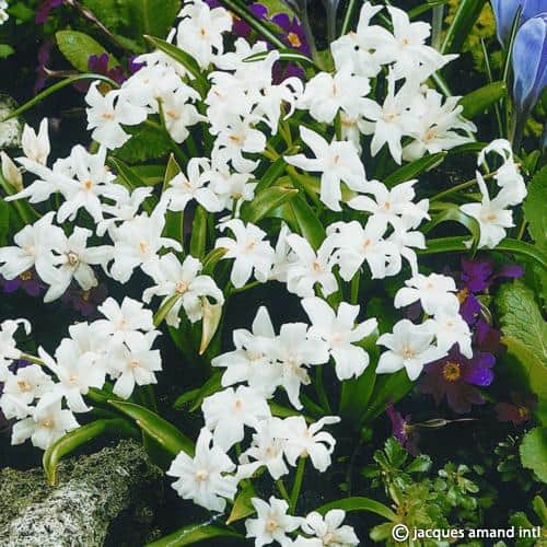 Chionodoxa luciliae Alba