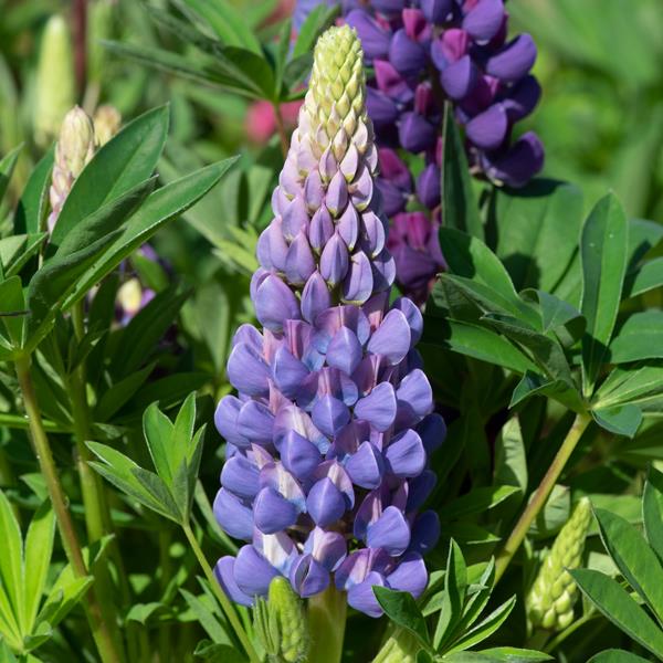 Lupinus 'Legendary Blue Shades' in bloom beside it's green leaves