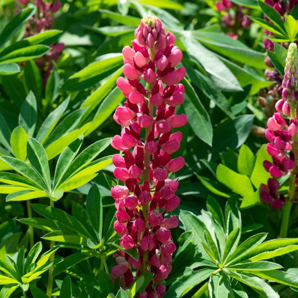 Lupinus 'Legendary Red Shades' in bloom against a backdrop of its own leaves