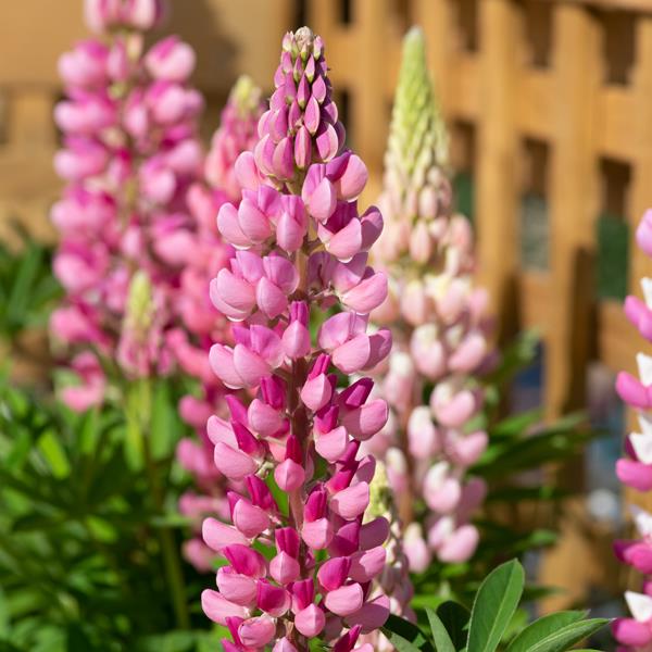Lupinus hartwegii 'Legandary Rose Shades' growing by a wooden fence