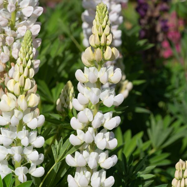 Lupinus hartwegii 'White Shades' in bloom in a border