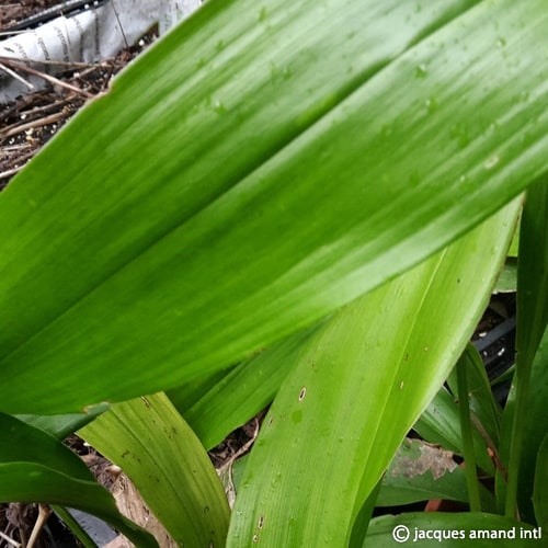 Buy Aspidistra lurida (Iron Plant) Rhizomes online