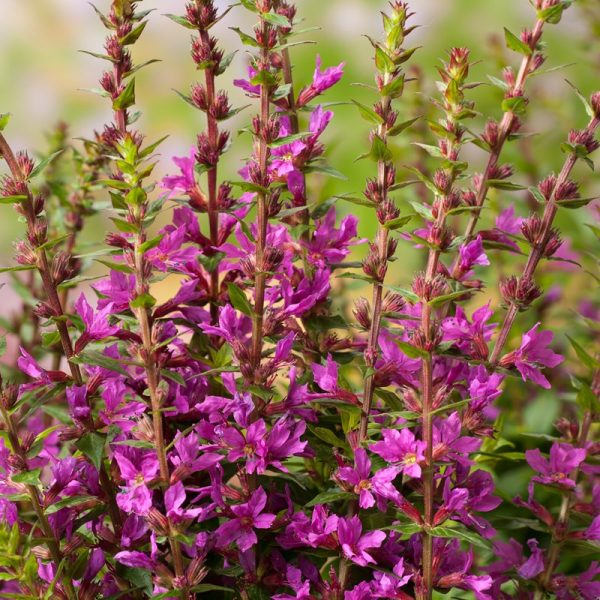 Lythrum salicaria 'Robin'