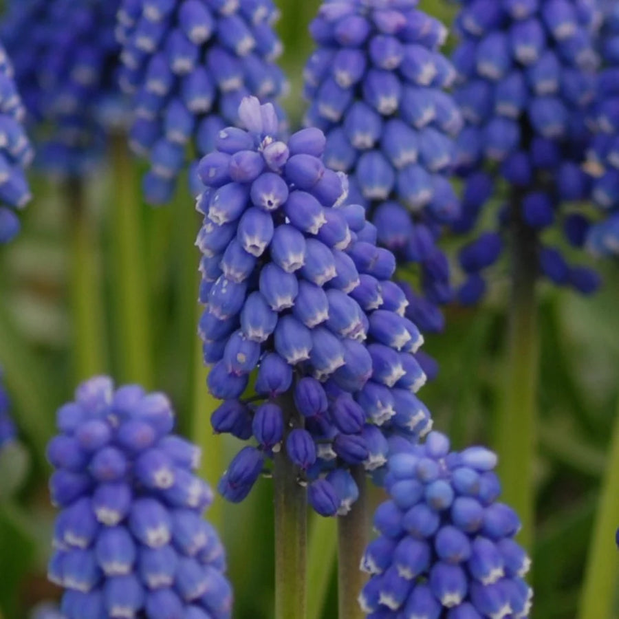 Muscari aucheri 'Blue Magic' Bulbs | Blue Grape Hyacinth