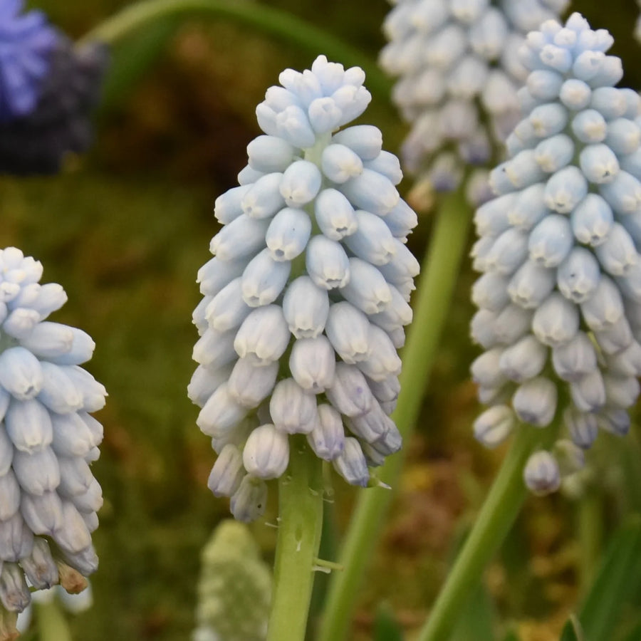 Muscari armeniacum 'Valerie Finnis' Bulbs | Pale Blue Grape Hyacinth