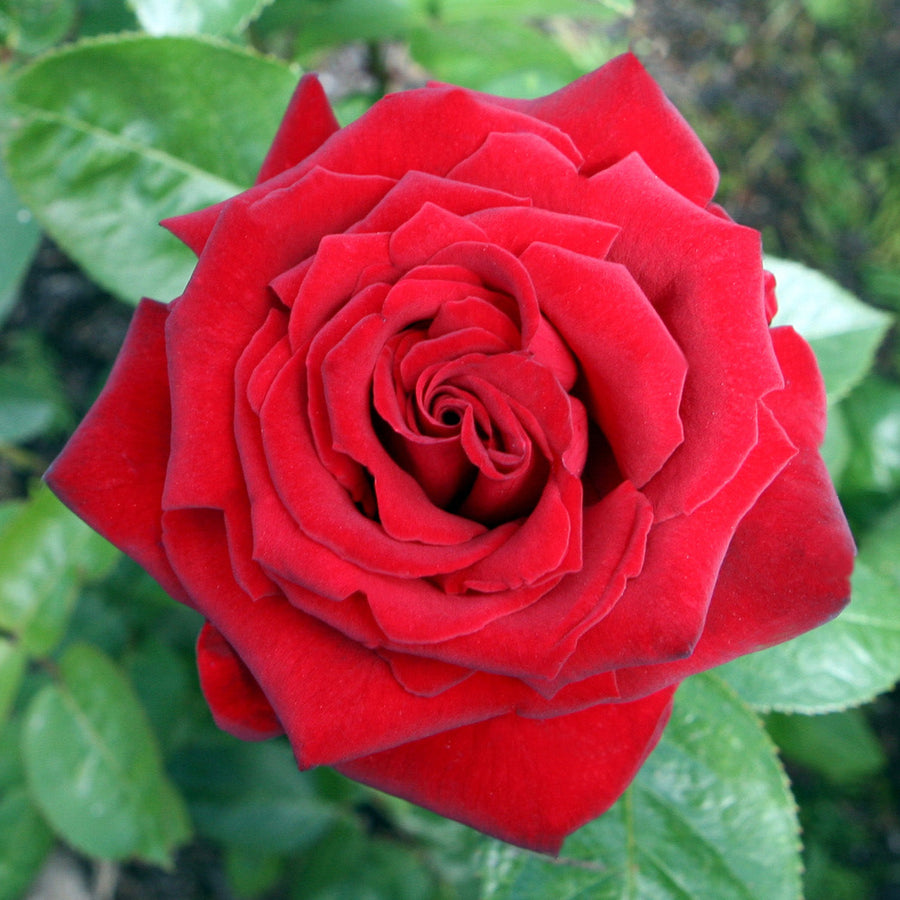 Rosa 'Ingrid Bergman'